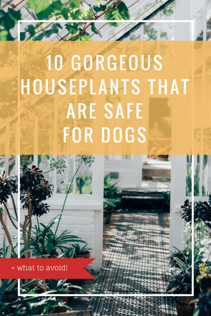 10 Gorgeous Houseplants that are Safe for Dogs | Vanillapup