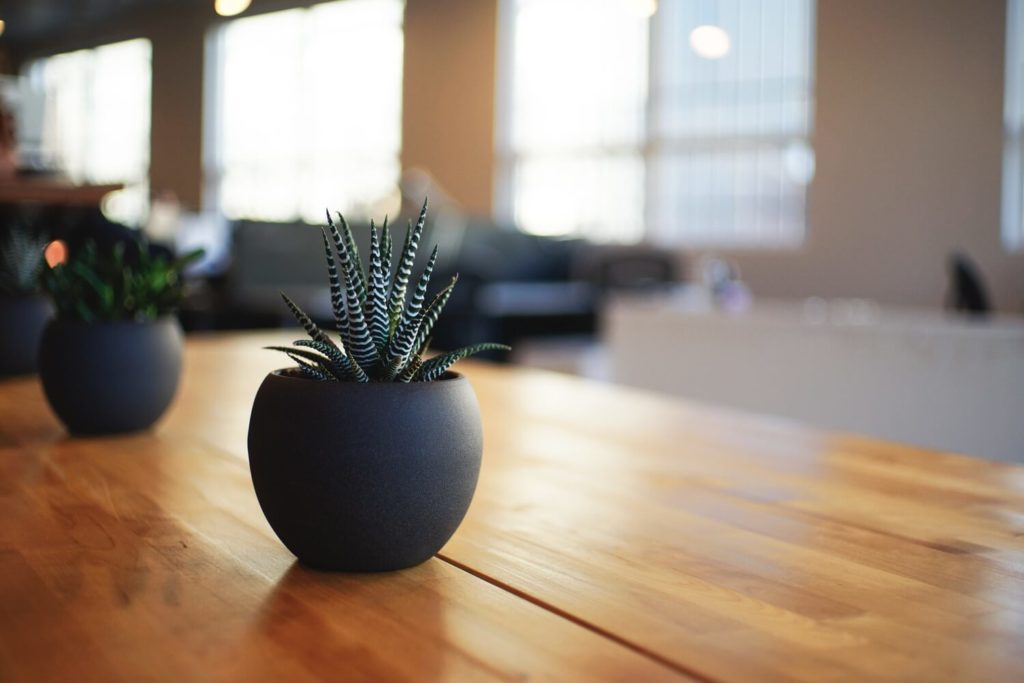 House Plants That Are Safe for Dogs | Vanillapup