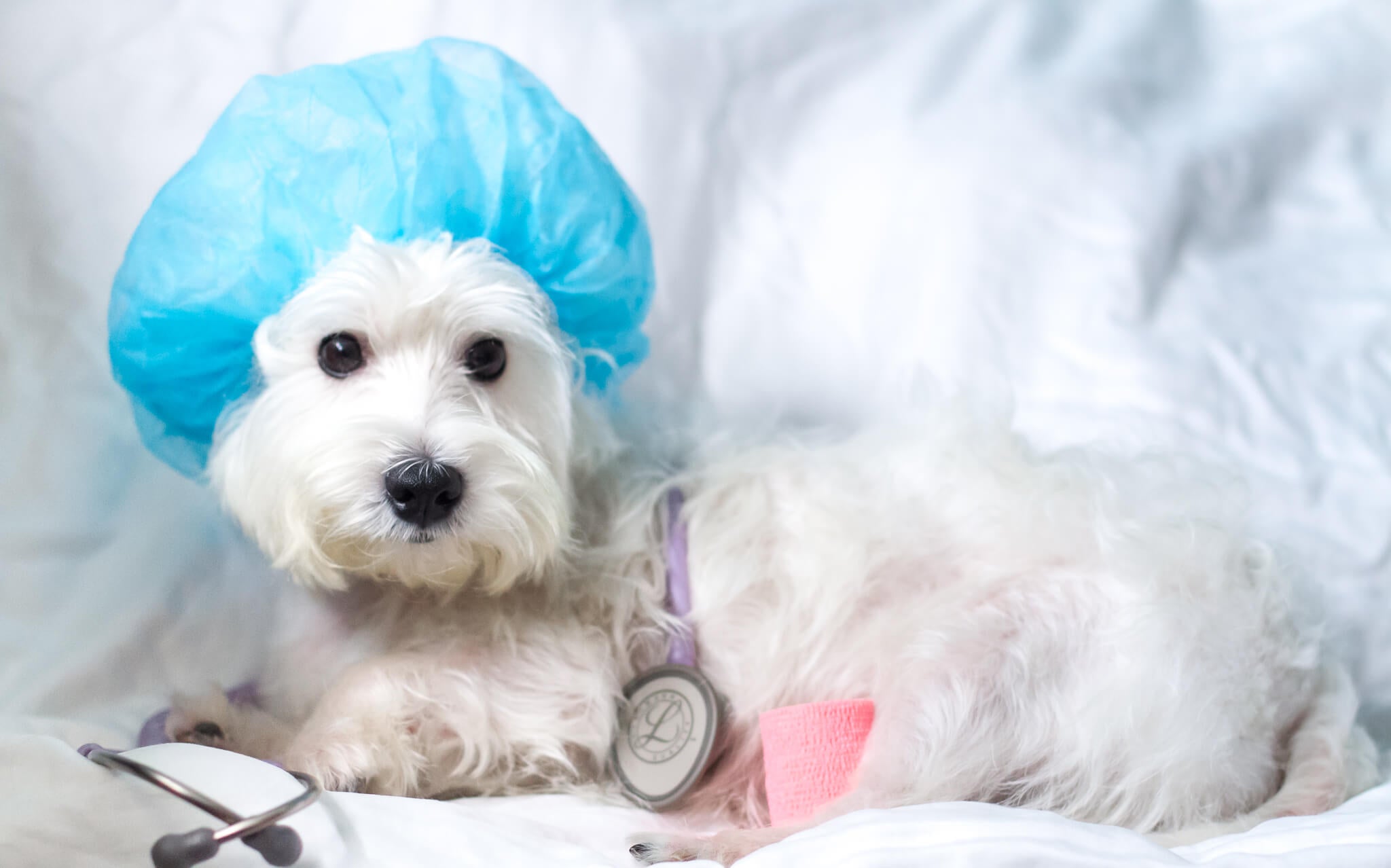 Complete Guide to Pet Insurance in Singapore 2022