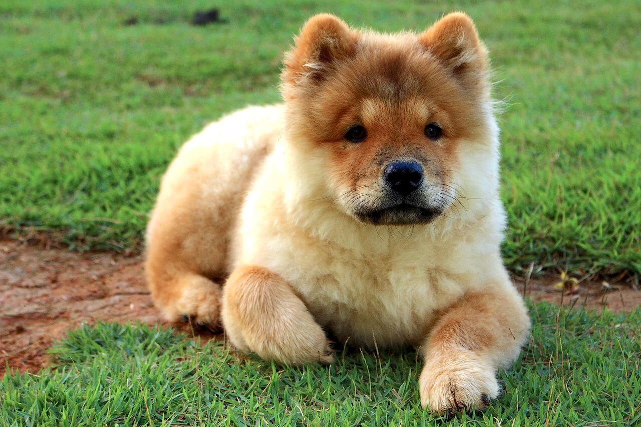 a chow