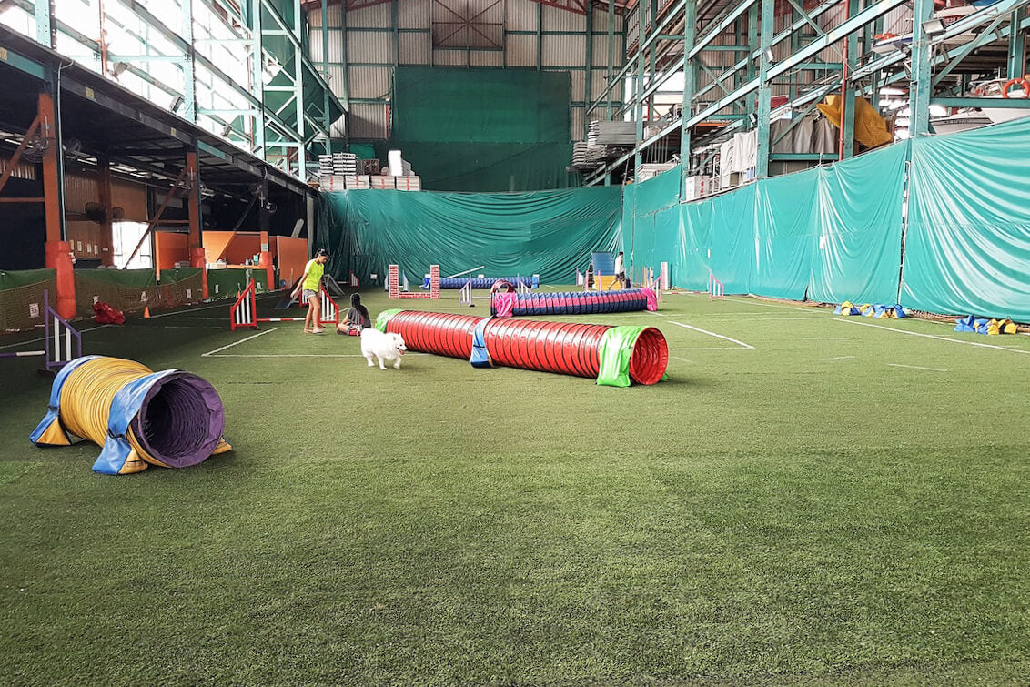 We Tried out Dog Agility at Singapore Indoor Dog Agility ...