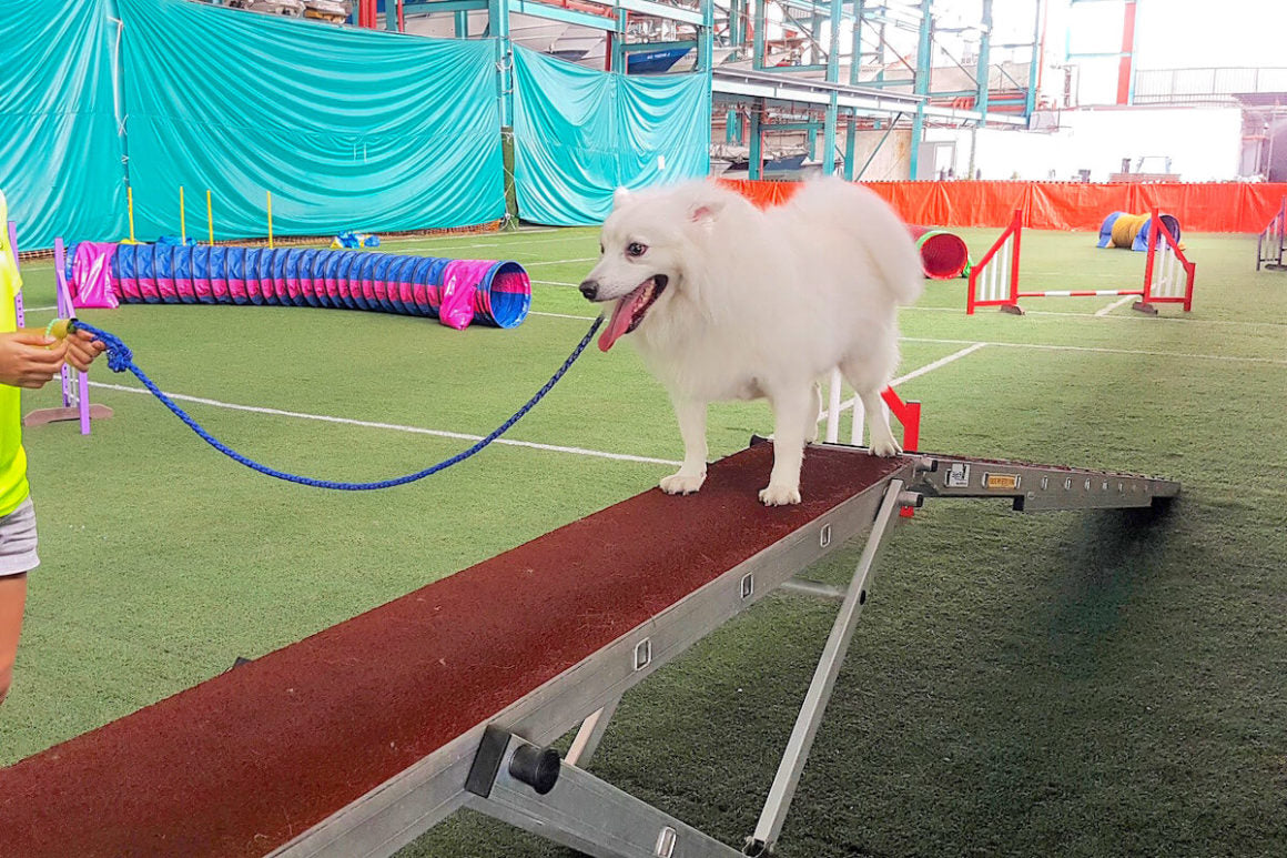 Singapore Indoor Dog Agility Arena Interior | Vanillapup