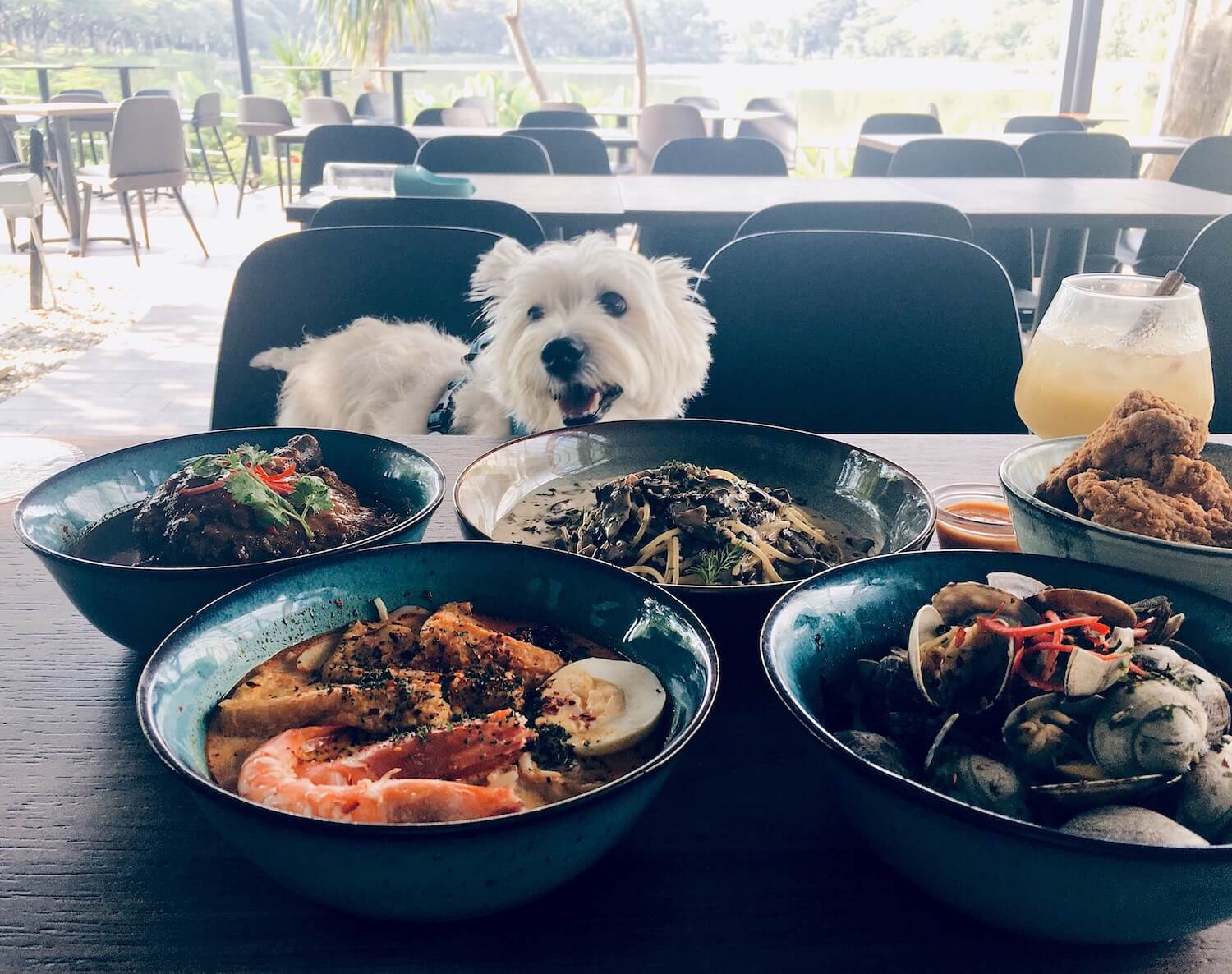 Dog-friendly: Five &2 Serves Up Asian Fares With A Heart | Vanillapup