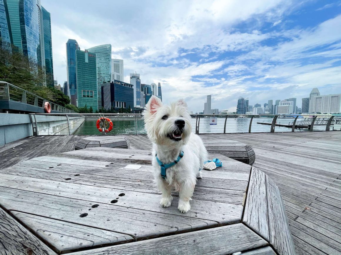 where can i walk my dog in singapore